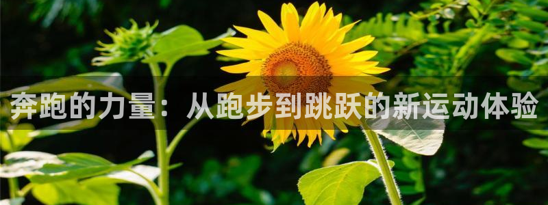 奔跑的力量：从跑步到跳跃的新运动体验